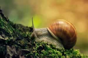 蜗牛的特点是什么