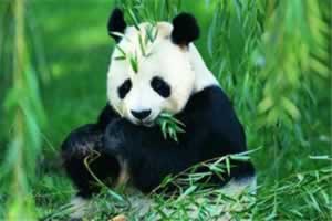 大熊猫有哪些价值
