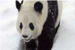 大熊猫生活在哪些地域