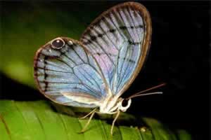 蝴蝶的生命周期有多久