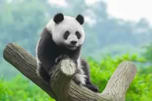 大熊猫以前叫什么名字