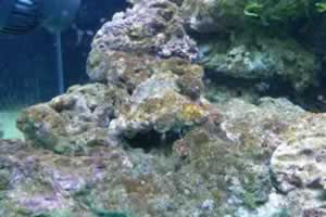 鱼缸里面长褐藻对鱼有害吗