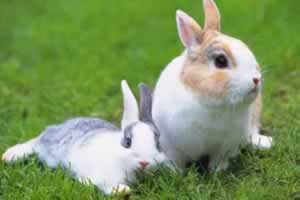 兔子如果中暑能活多久
