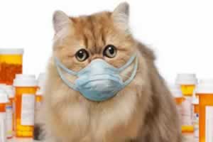 猫可以吃哪种小儿感冒药