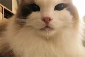猫咪口炎初期的症状
