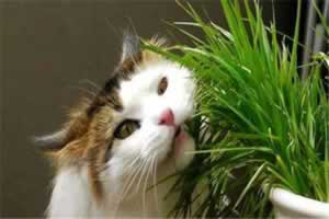 猫草和猫薄荷是一样的吗