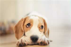狗狗生病能吃阿莫西林消炎吗
