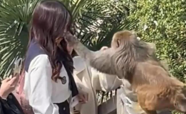 ​女子给猴子喂食被掌掴（游客在旅游时被“顽皮猴”打伤了该怎么办？）