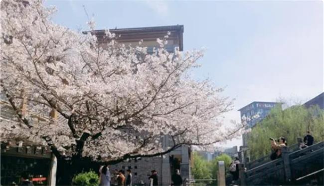 百年樱花树是不是会开花
