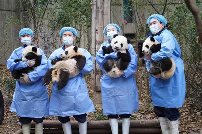 大熊猫饲养员工作是不是稳定