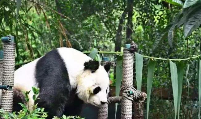 大熊猫“香香”抵达成都　出借大熊猫是何用途？