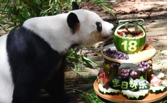 ​网友突击式检查世界各地大熊猫（为何如此重视？）