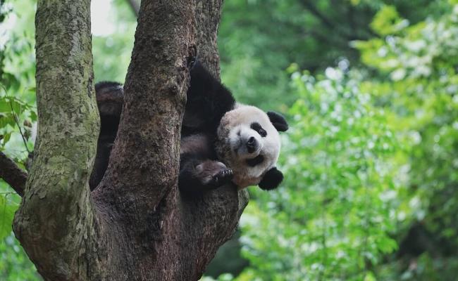 ​大熊猫幼崽吃游客掉落的口罩（会有哪些危害？）