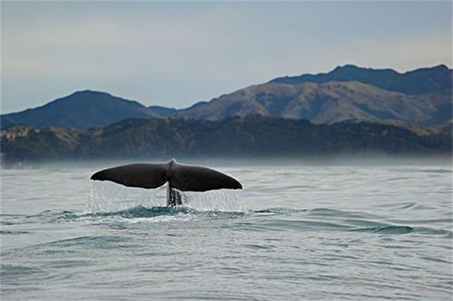 侏儒抹香鲸是国家几级重点保护动物