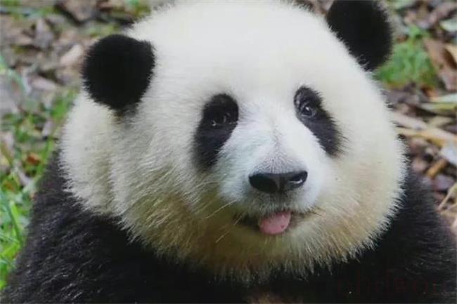 认养熊猫大概需要多少钱