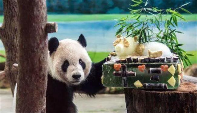 熊猫吃甘蔗还是吃竹子
