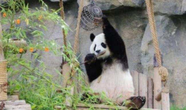为什么大熊猫近期扎堆回国？