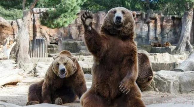 动物园的棕熊有哪些特点