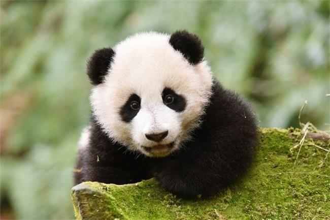 大熊猫为什么必须回国（不能继续留在国外）
