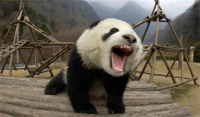 大熊猫会不会攻击人