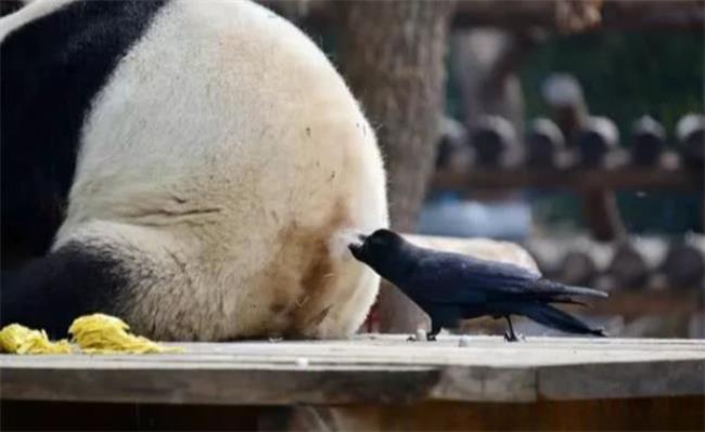 大熊猫被小鸟薅毛毫无反应淡定干饭（不愧是竹林隐士？）