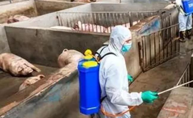 今年非洲猪瘟对肉价有多大影响？
