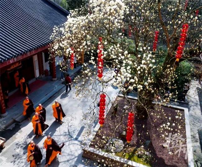 杭州天竺法喜寺的玉兰树多大了(500岁)