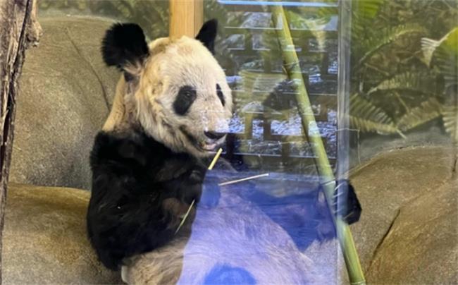 大熊猫为什么会送到美国