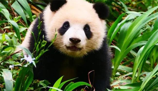 ​世界各地大熊猫大概是多少
