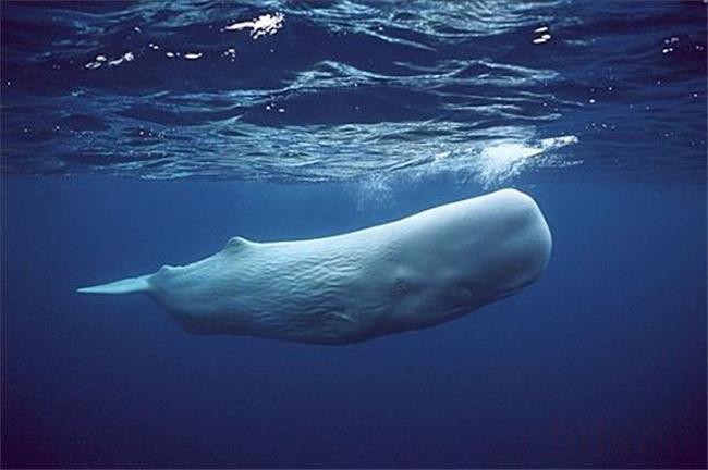 侏儒抹香鲸是国家几级重点保护动物