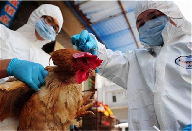 感染H5N1型禽流感病毒死亡会死亡吗