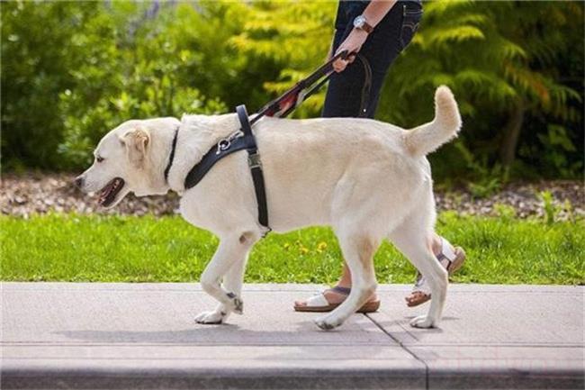 导盲犬能不能进入公共场所