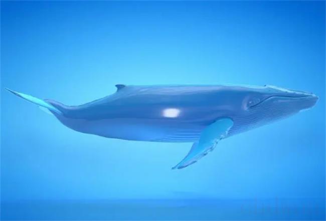 ​世界上最孤独的鲸是什么（怎么死的）