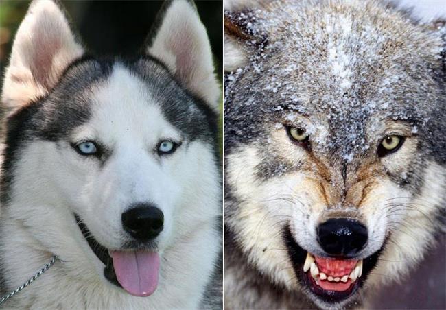 狼和狗（有什么区别哪里不同）
