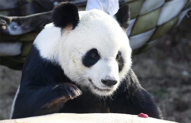大熊猫乐乐去世的时候多大了