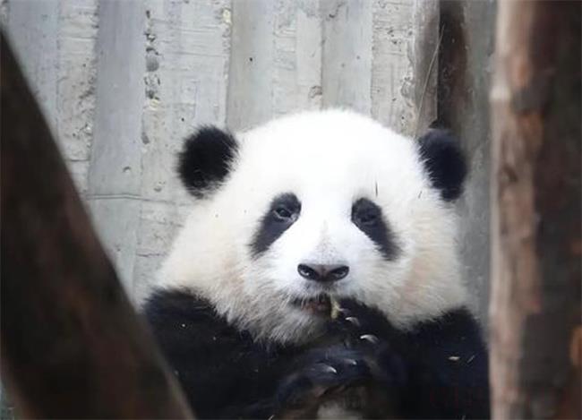 大熊猫花花为什么被叫果赖