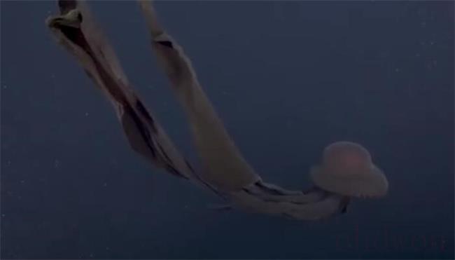 出现在南极洲深海的巨型水母是什么