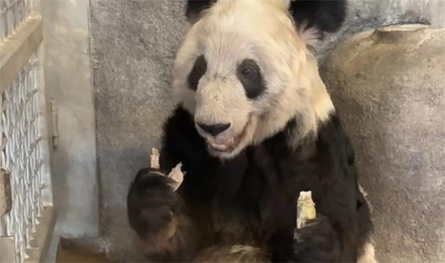 ​大熊猫在法律上都属于中国（丫丫何时能回国？）
