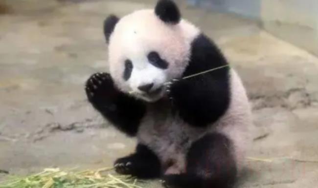 熊猫香香回国了吗？
