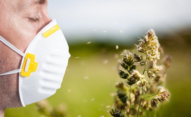 ​东京近50%人口花粉过敏（造成过敏人数众多的原因是什么？）