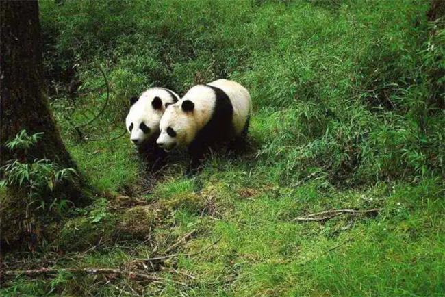 ​为什么大熊猫能被称作国宝