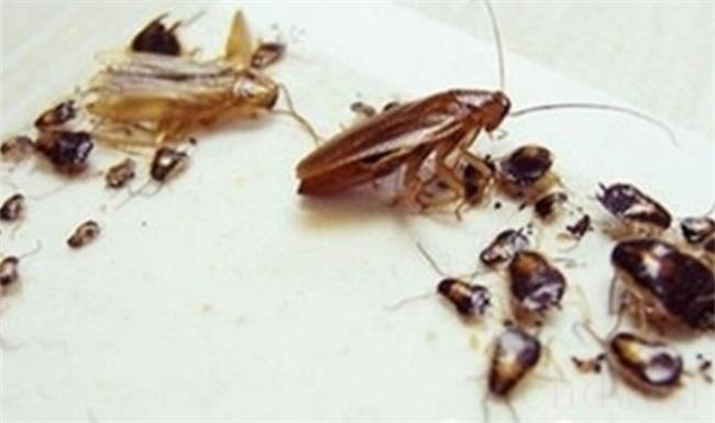 蟑螂会爬到熟睡的人身上吗