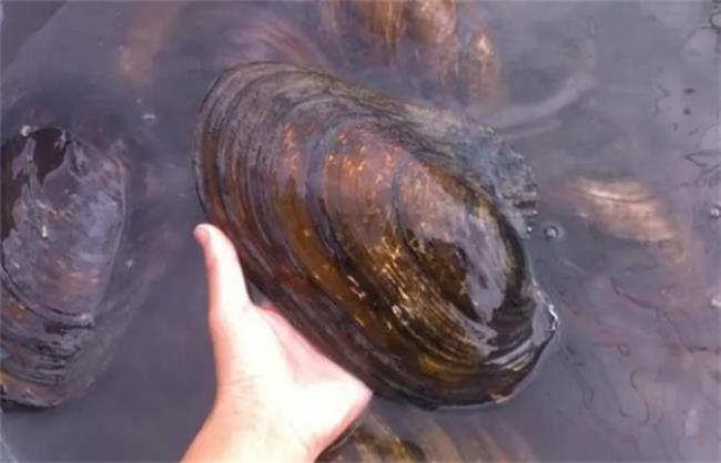 河水里的河蚌能吃吗