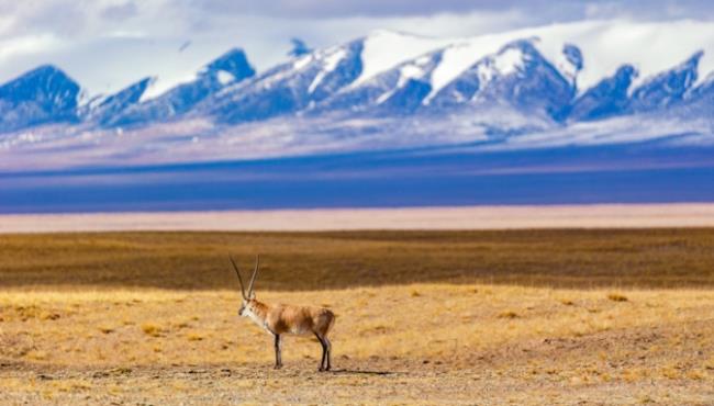 藏羚羊属于几级保护动物