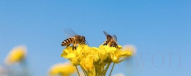 蜜蜂和马蜂有什么区别