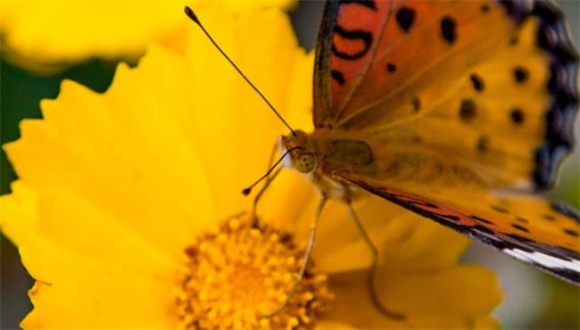 枯叶蝶是属于几级保护动物