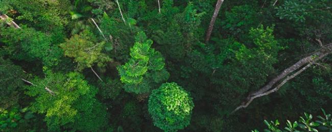 森林生态系统的作用是什么