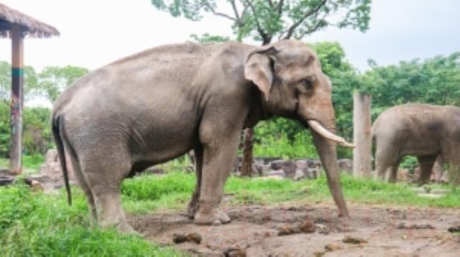 亚洲象是国家几级保护动物
