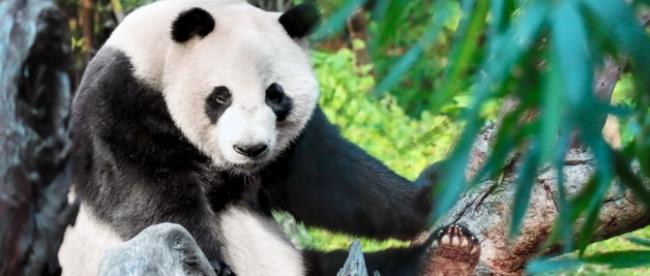 大熊猫是什么动物