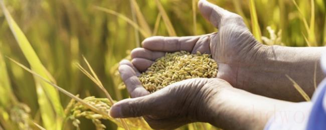 稻麦黍菽稷分别是指哪些农作物